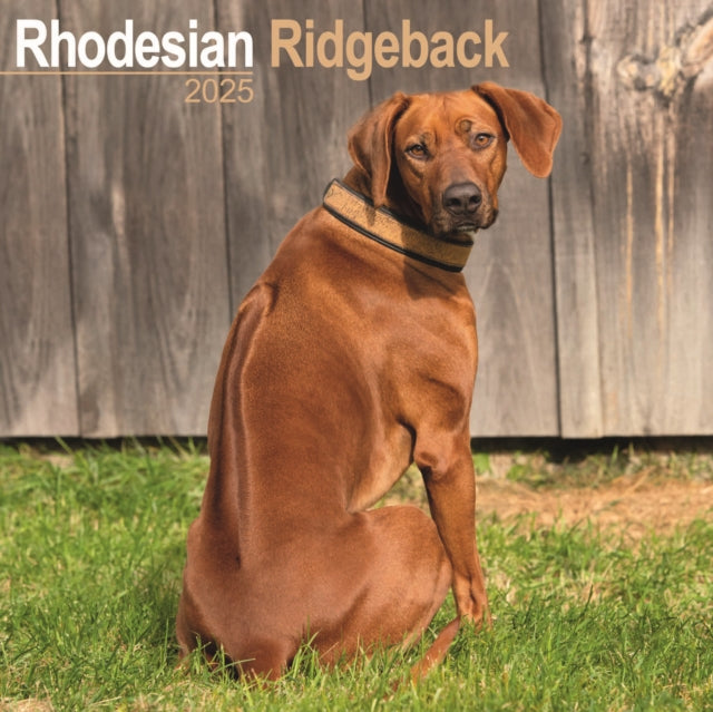 Rhodesian Ridgeback Square Wall Calendar 2025