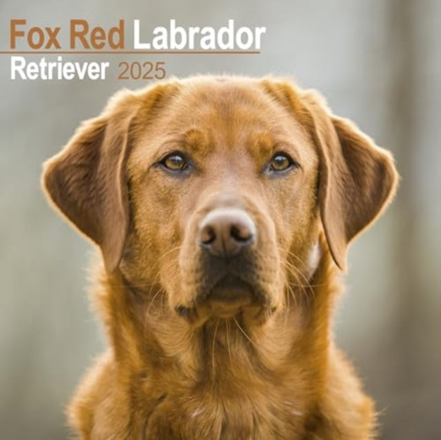 Fox Red Labrador Retriever Calendar 2025 Square Dog Breed Wall Calendar - 16 Month