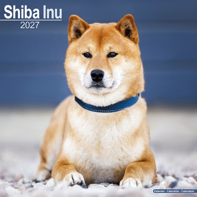 Shiba Inu