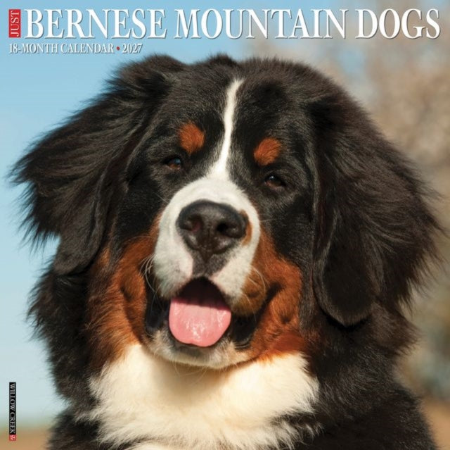 Bernese Mountain Dogs 2027 Wall