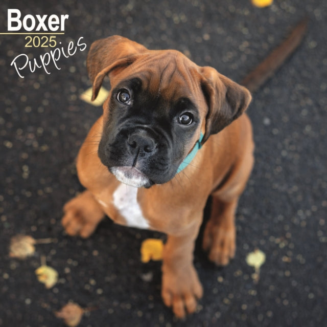 Boxer Puppies Square Wall Calendar 2025
