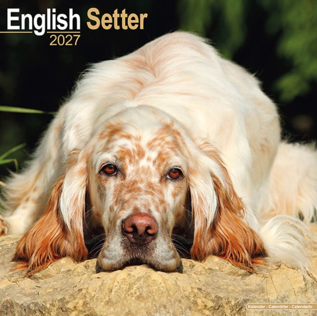 English Setter