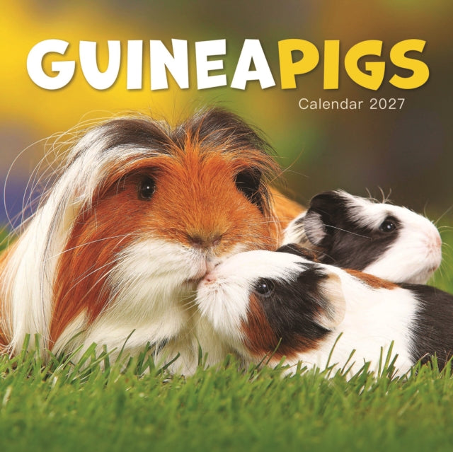 Guinea Pigs Mini
