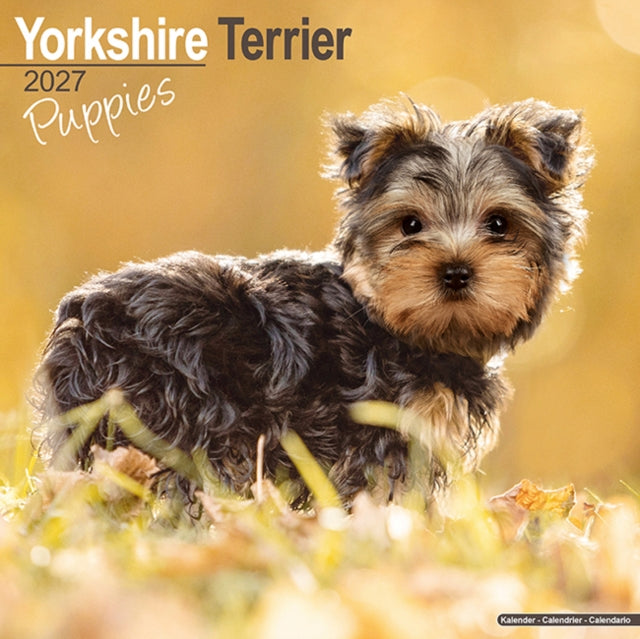 Yorkshire Terrier Puppies