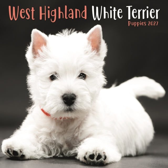 West Highland White Terrier Puppies Mini
