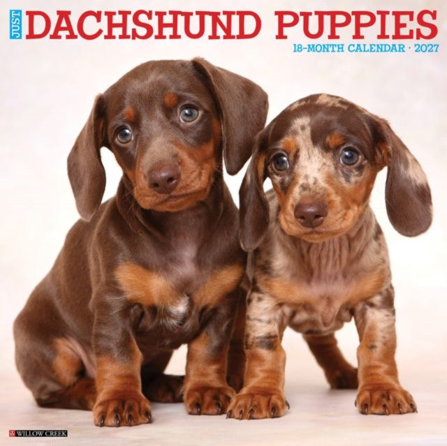 Dachshund Puppies 2027 Wall