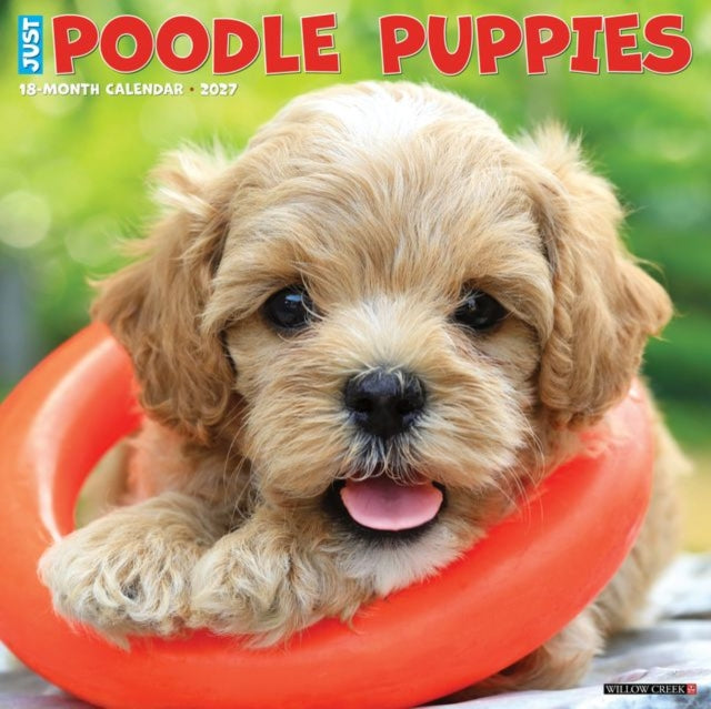 Poodle Puppies 2027 Wall