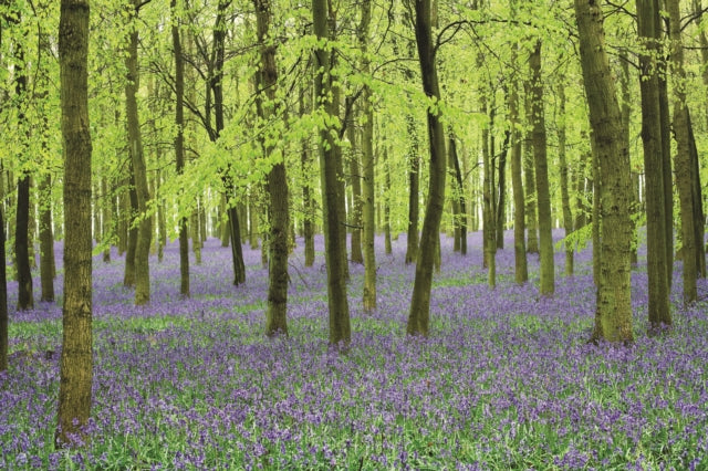 Memo Block - Bluebells