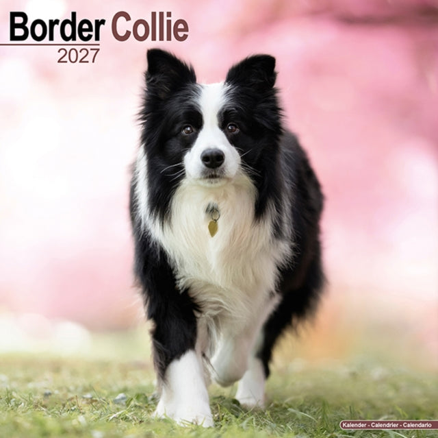 Border Collie Wall
