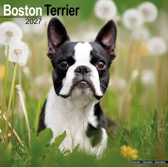 Boston Terrier SS Wall