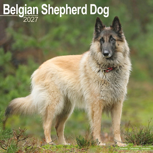 Belgian Shepherd Dog