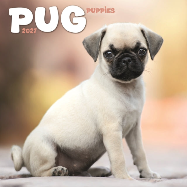 Pug Puppies Mini