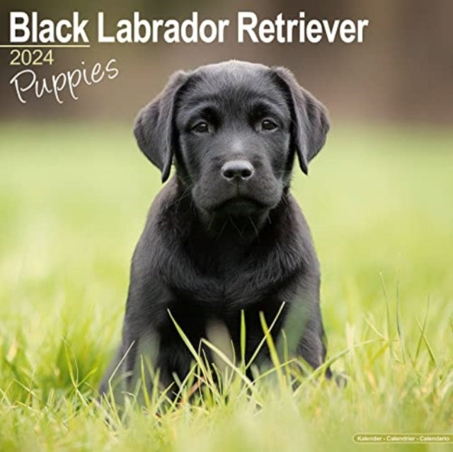 Black Labrador Puppies Calendar 2024  Square Dog Puppy Breed Wall Calendar - 16 Month