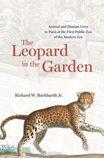 Leopard in the Garden