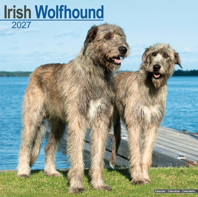 Irish Wolfhound