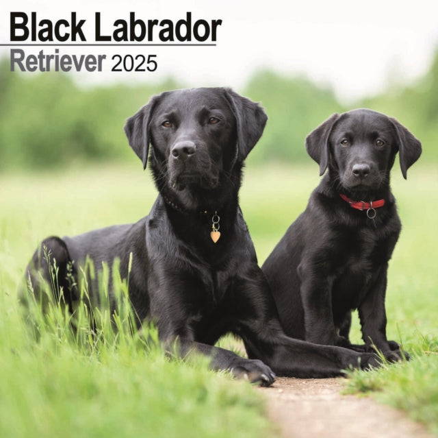 Labrador Retriever Black Square Wall Calendar 2025