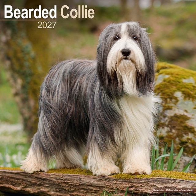 Bearded Collie SS Wall