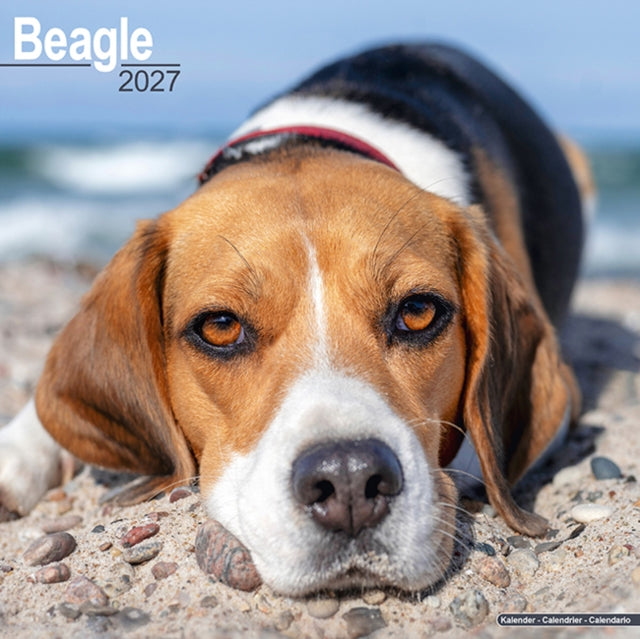 Beagle Wall