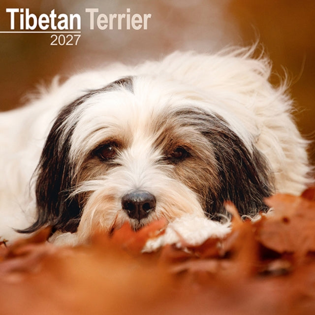 Tibetan Terrier SS Wall