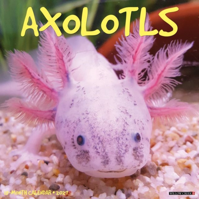 Axolotls 2027 Wall
