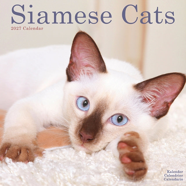 Cats Siamese