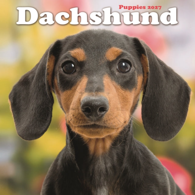 Dachshund Puppies M