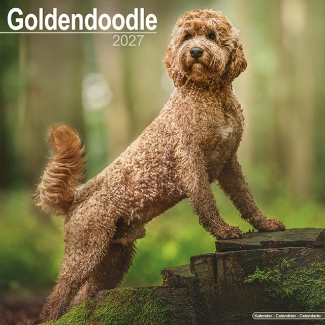 Goldendoodle