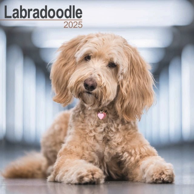 Labradoodle Square Wall Calendar 2025