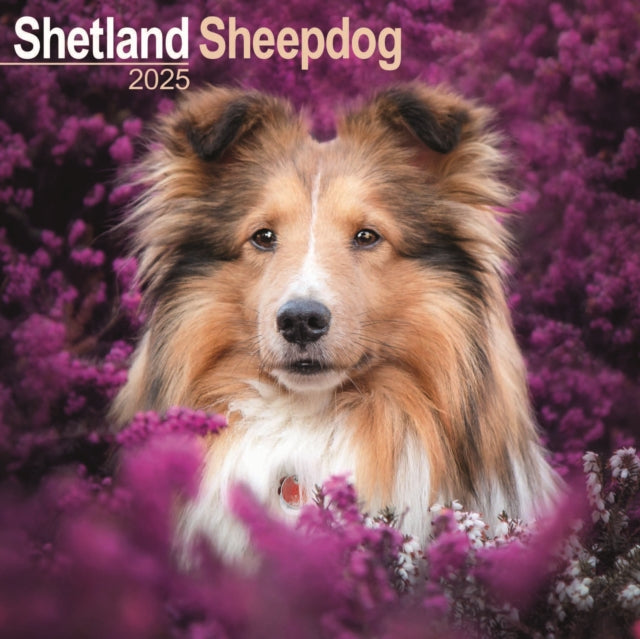 Shetland Sheepdog Square Wall Calendar 2025