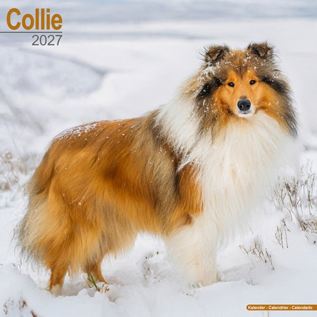 Collie Wall