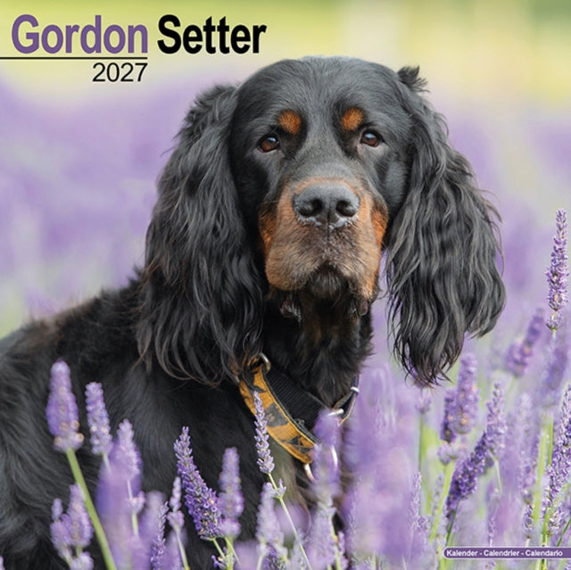 Gordon Setter
