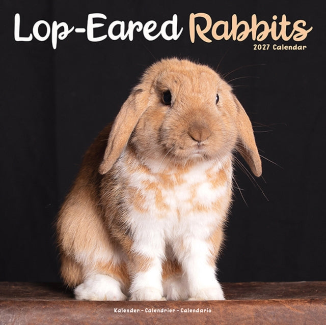 Lop eared Rabbits W
