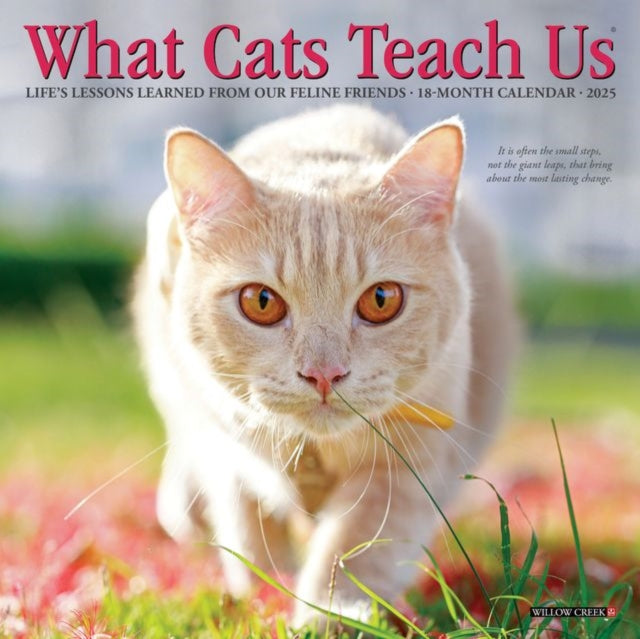 What Cats Teach Us 2027 Mini