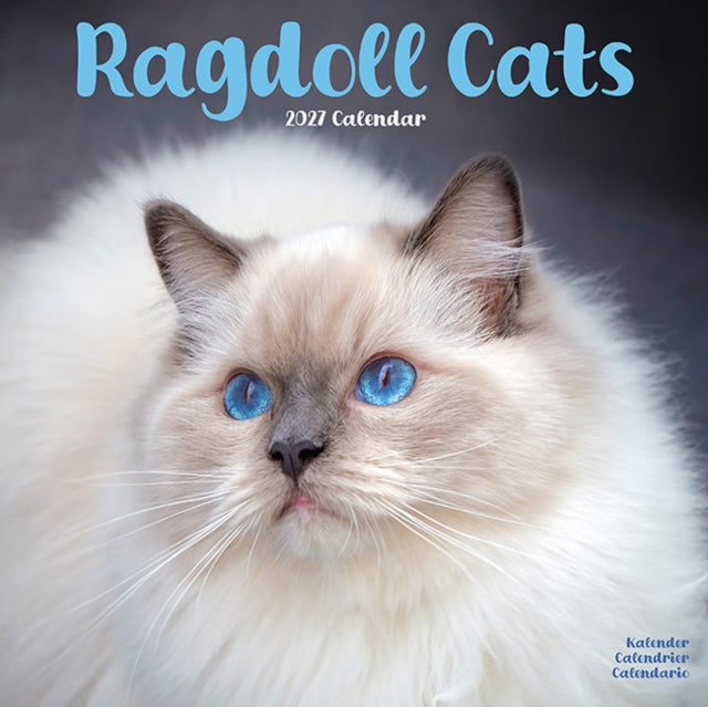 Cats Ragdoll