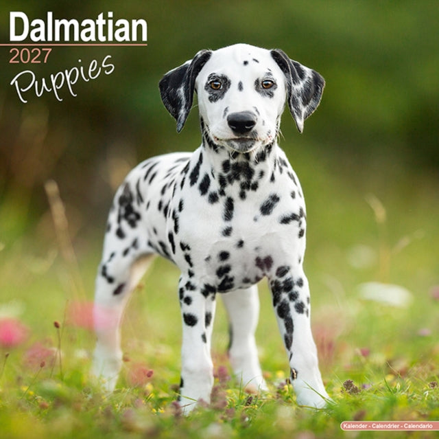 Dalmatian Puppies