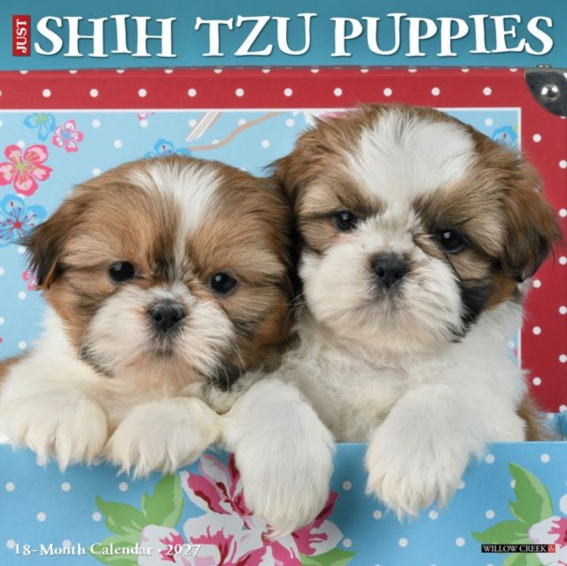 Shih Tzu Puppies 2027 Wall