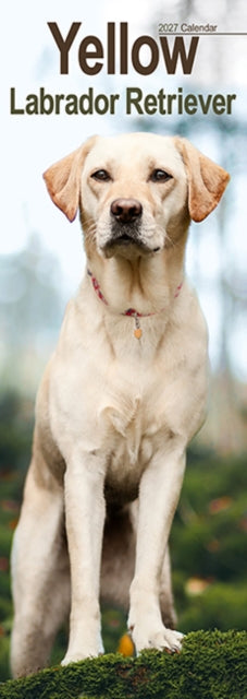 Labrador Retriever Yellow Slim