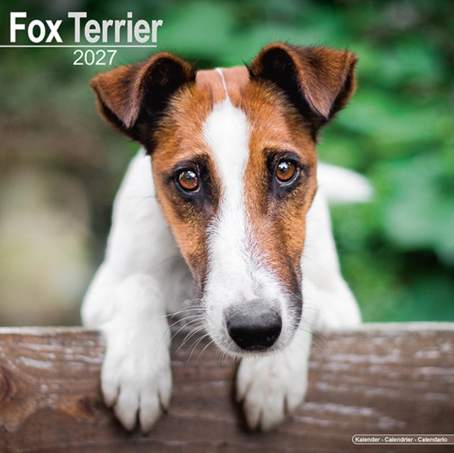 Fox Terrier