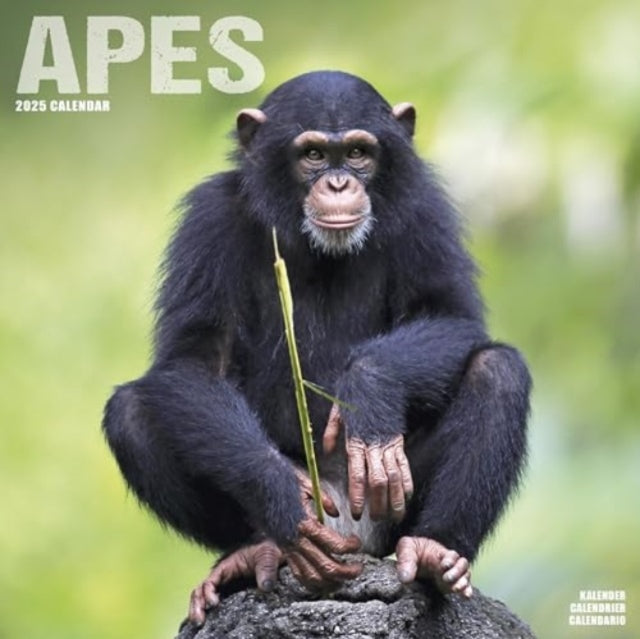 Apes Calendar 2025 Square Animal Wall Calendar - 16 Month