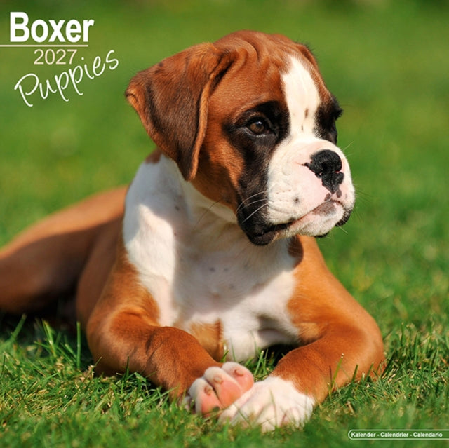Boxer Puppies SS Wall