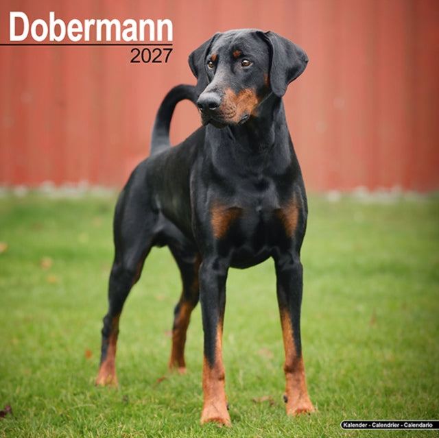 Dobermann Wall
