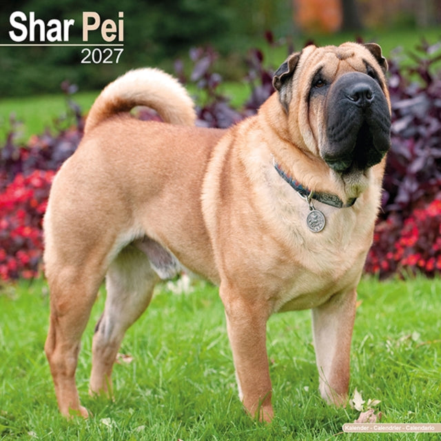 Shar Pei