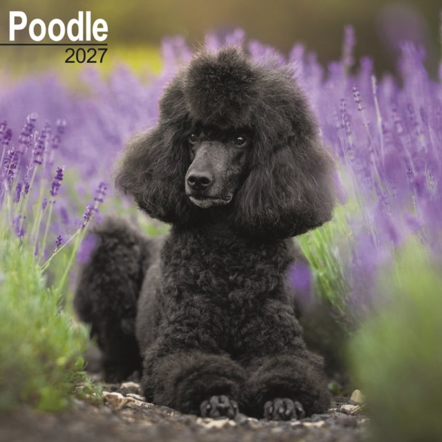 Poodle Wall