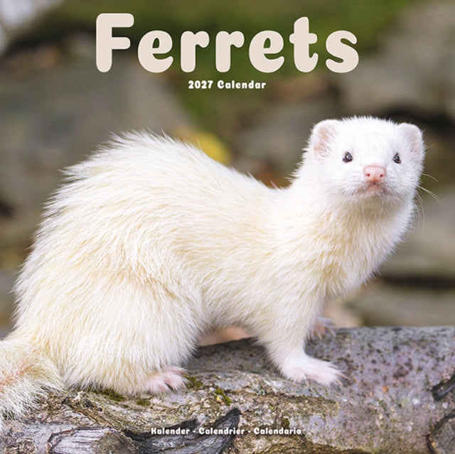 Ferrets