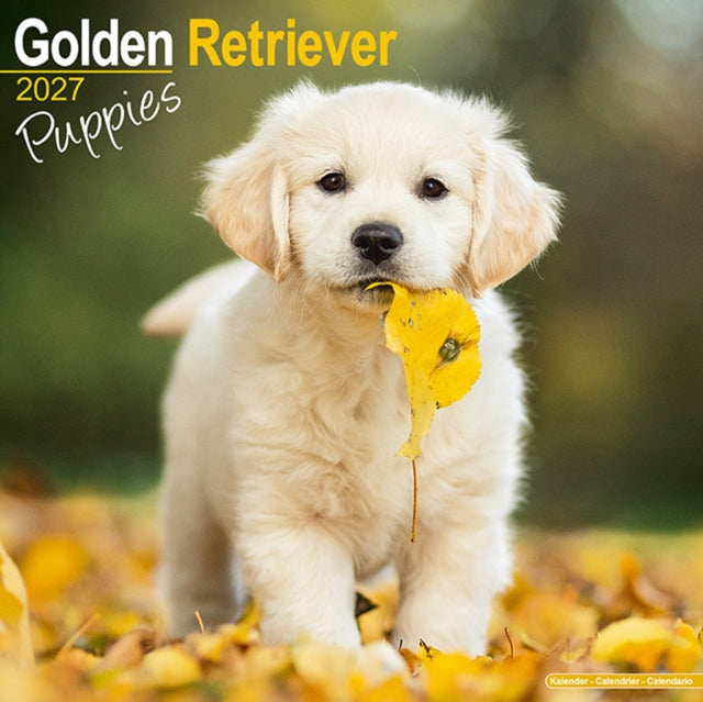 Golden Retriever Puppies