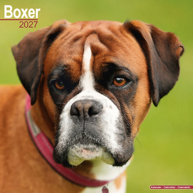 Boxer Wall