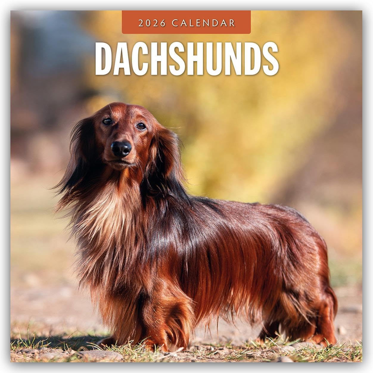 Dachshunds 2026 Square Wall Calendar