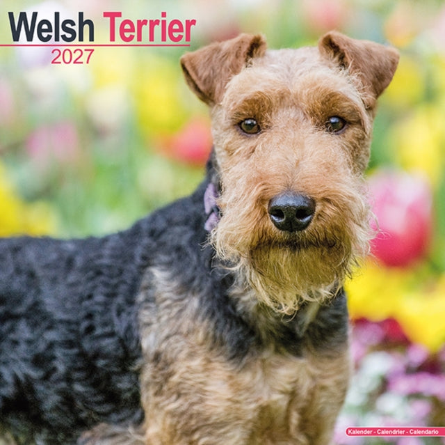 Welsh Terrier