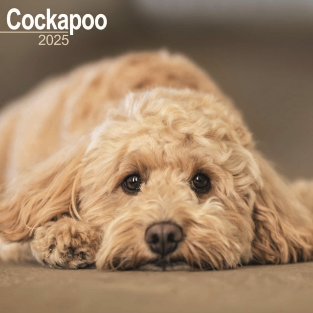 Cockapoo Square Wall Calendar 2025
