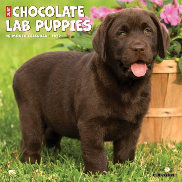 Chocolate Lab Puppies 2027 Wall